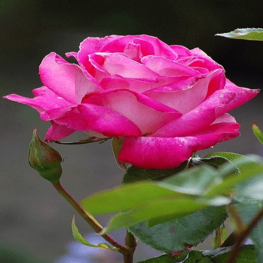Nature Pink Rose LWP